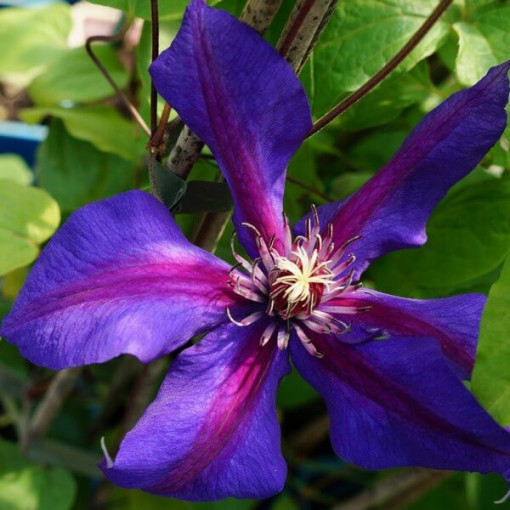 Clematis Mrs N. Thompson (velkokvětý) 4 l
