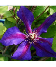 Clematis Mrs N. Thompson (velkokvětý) 4 l