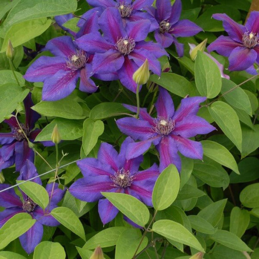 Clematis Mrs N. Thompson (velkokvětý) 4 l