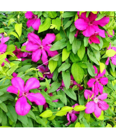 Clematis Kardinál Wyszyński (velkokvětý) 4L květináč