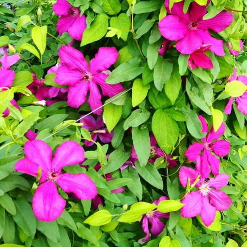 Clematis Kardinál Wyszyński (velkokvětý) 4L květináč