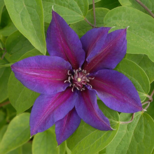 Clematis Mrs N. Thompson (velkokvětý) 4 l