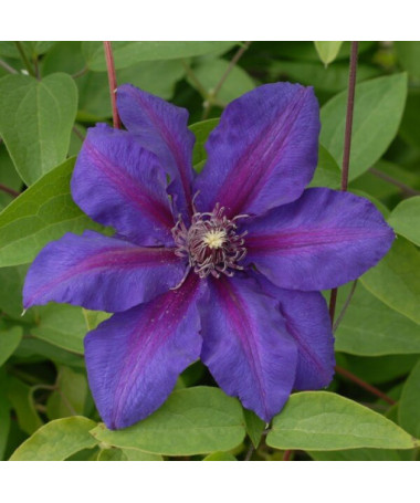 Clematis Mrs N. Thompson (velkokvětý) 2l