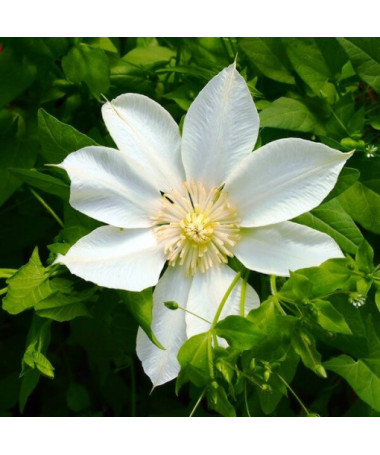 Clematis Moonlight (syn. Yellow Queen) 4 l