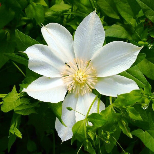 Clematis Moonlight (syn. Yellow Queen) 4 l