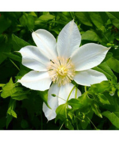Clematis Moonlight (syn. Yellow Queen) 4 l