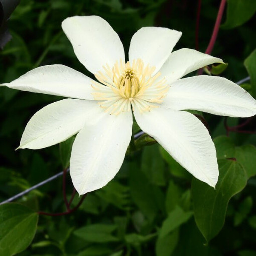 Clematis Moonlight (syn. Yellow Queen) 4 l
