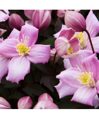Clematis Montana Rubens (botanický) HORSKÝ, 2 l