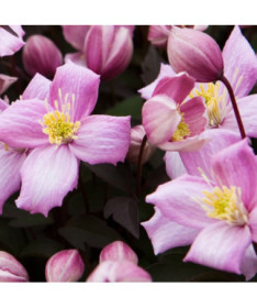 Clematis Montana Rubens (botanický) HORSKÝ, 2 l