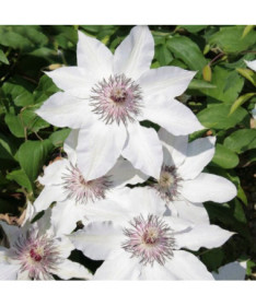 Clematis Miss Bateman  4L