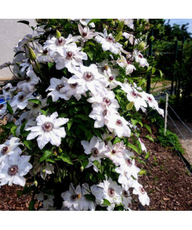 Clematis Miss Bateman  4L