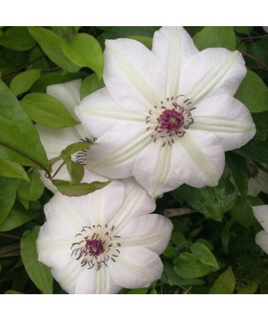 Clematis Miss Bateman  2L