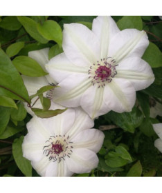 Clematis Miss Bateman  2L