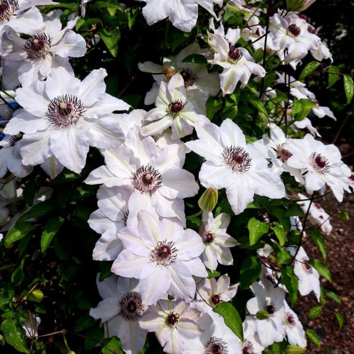 Clematis Miss Bateman  2L