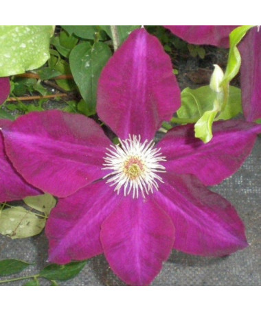 Clematis Mazowsze (velkokvětý)  4L