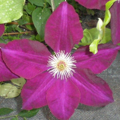 Clematis Mazowsze (velkokvětý)  4L