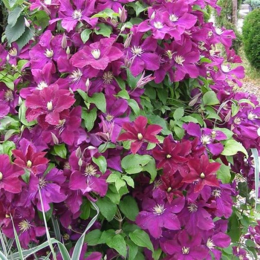 Clematis Mazowsze (velkokvětý)  4L