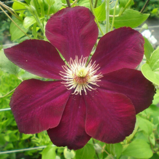 Clematis Mazowsze (velkokvětý)  2L