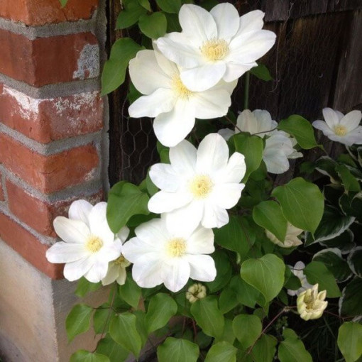 Clematis Lemon Chiffon (velkokvětý)  4L