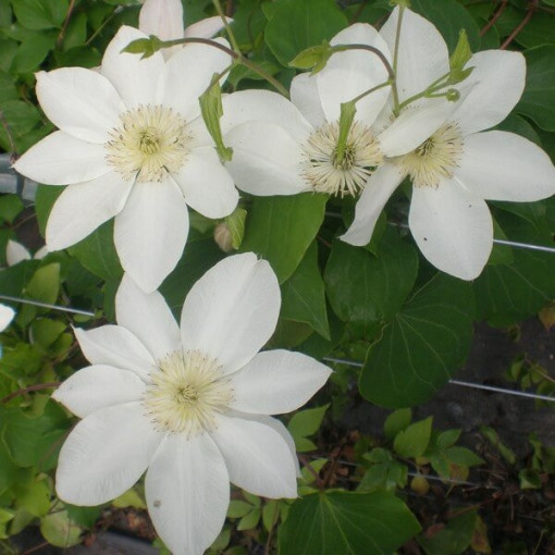 Clematis Lemon Chiffon (velkokvětý)  4L