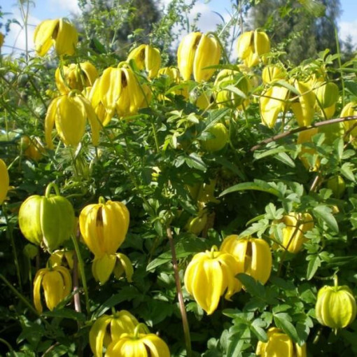 Botanický Clematis 'Bill Mackenzie', 4L květináč.