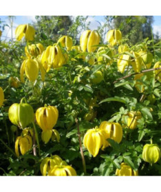 Botanický Clematis 'Bill Mackenzie', 4L květináč.