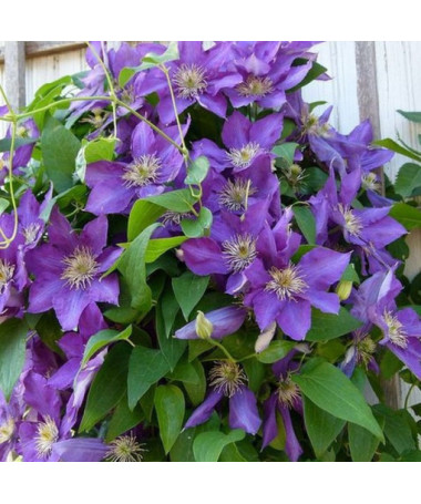 Clematis Lady Betty Balfour (velkokvětý)  2L