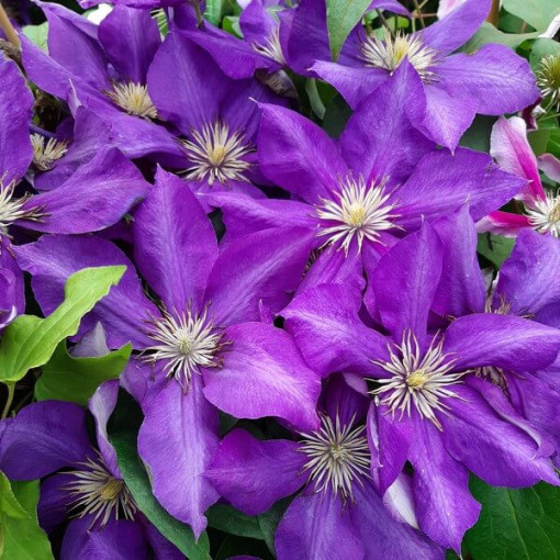 Clematis Lady Betty Balfour (velkokvětý)  2L