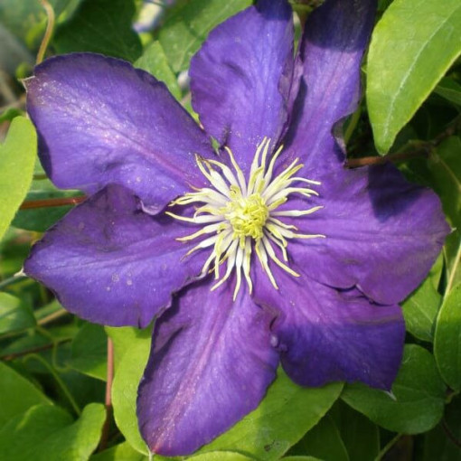 Clematis Lady Betty Balfour (velkokvětý)  2L