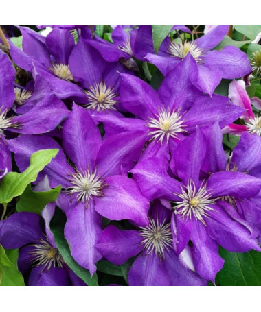 Clematis Lady Betty Balfour (velkokvětý)  4L