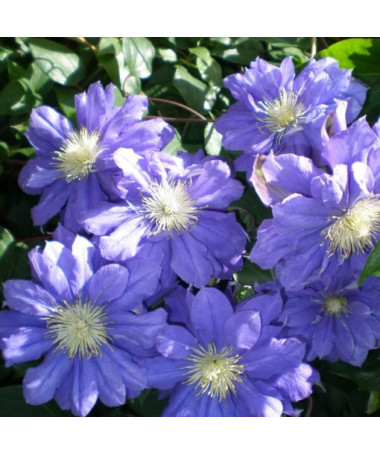 Clematis Kiri Te Kanawa (velkokvětý) PLNÝ  2L