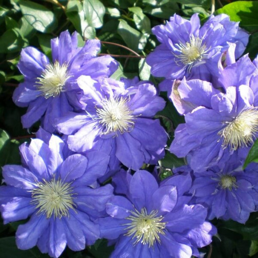 Clematis Kiri Te Kanawa (velkokvětý) PLNÝ  2L