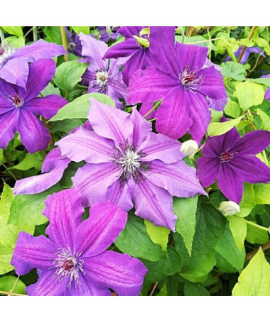 Clematis Kacper (velkokvětý)  2L