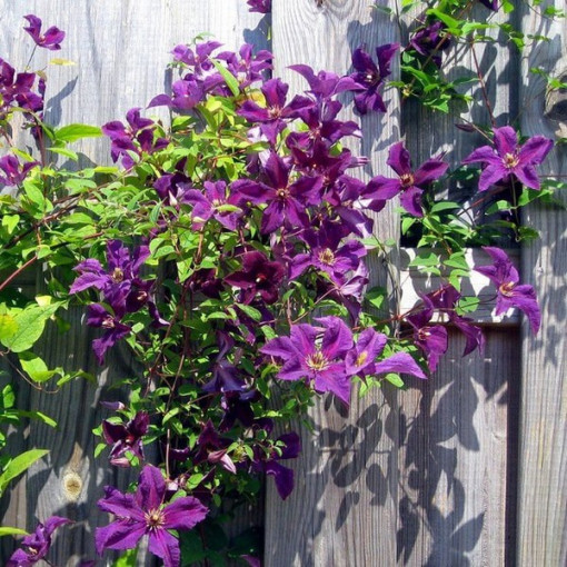 Clematis Kacper (velkokvětý)  2L