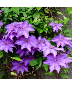 Clematis Kacper (velkokvětý)  4L