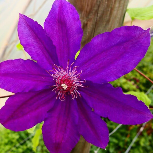Clematis Kacper (velkokvětý)  4L
