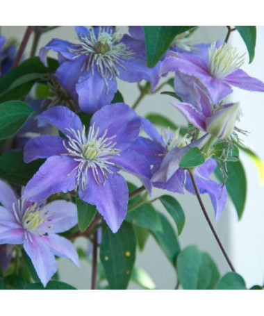 Clematis Justa (velkokvětý)  2L