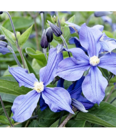 Clematis Justa (velkokvětý)  4L