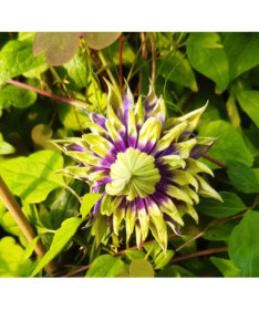 Clematis 'Coco Lovers' květináč. 4L