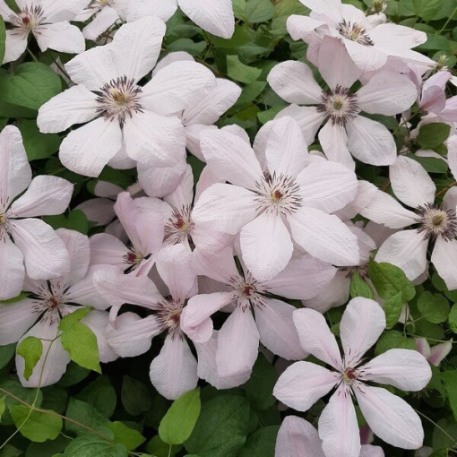 Clematis Jan Paweł II (velkokvětý) 2L