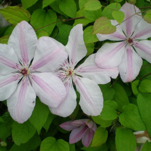 Clematis Jan Paweł II (velkokvětý) 2L