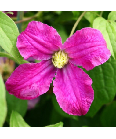 Clematis 'Inspiration Zoin®' (trvalkový)  4L