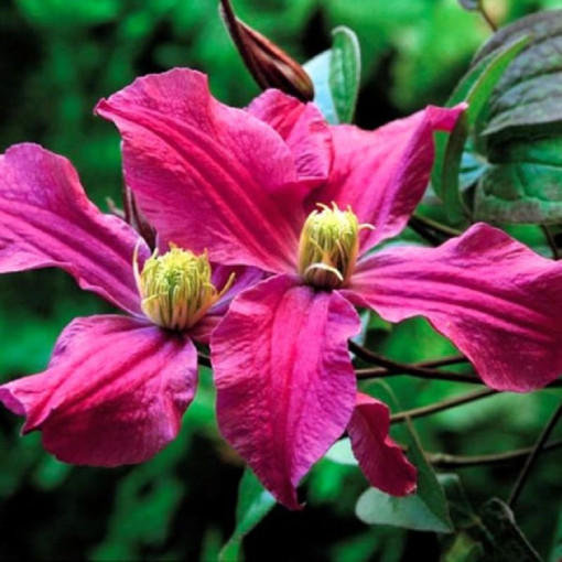Clematis 'Inspiration Zoin®' (trvalkový)  2L