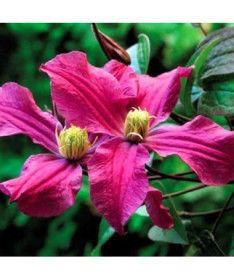 Clematis 'Inspiration Zoin®' (trvalkový)  2L