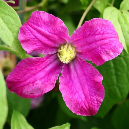 Clematis 'Inspiration Zoin®' (trvalkový)  2L