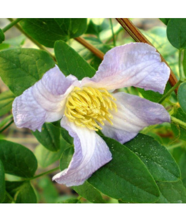 Clematis Hanna (viticella)  2L