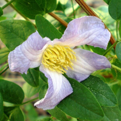 Clematis Hanna (viticella)  2L