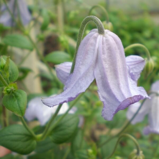 Clematis Hanna (viticella)  2L