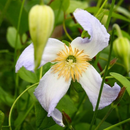 Clematis Hanna (viticella)  2L