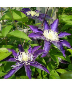 Clematis Hakuookan (velkokvětý)  2L